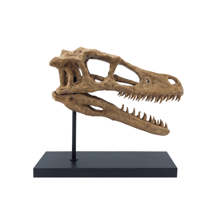 Velociraptor Heykeli Koleksiyon Hikayesi: Bu etkileyici canlılar Geç Kretase döneminde(75-71 milyon yıl önce) dünya'da yaşadılar ve fosil kalıntıları 1923 yılında Moğolistan'ın Gobi Çölünde bulundu. Düzinelerce keskin, tırtıklı dişlerle donanmış ve toplam