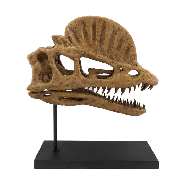 Dilophosaurus Heykeli Koleksiyon Hikayesi: Bu etkileyici canlılar Erken Jura döneminde(201-174 milyon yıl önce) dünya'da yaşadılar ve fosil kalıntıları 1942 yılında Tuba City, Arizona'da bulundu. Düzinelerce keskin, tırtıklı dişlerle donanmış,kafatasında