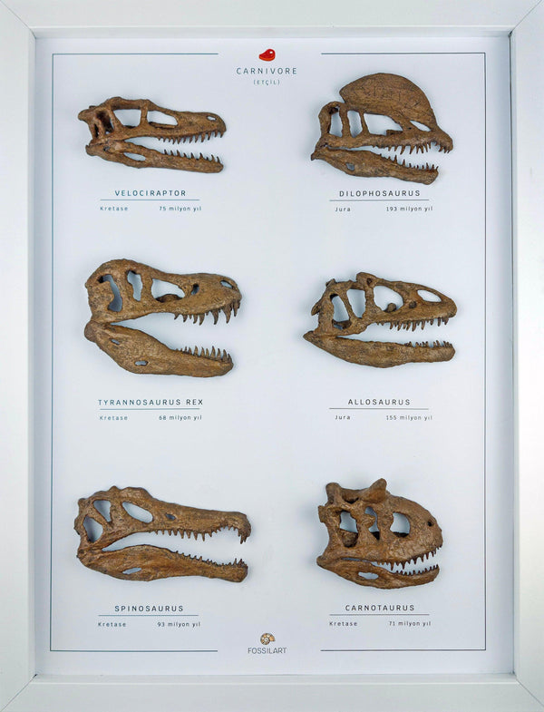 Etobur - Tablo Koleksiyon Hikayesi: Dinozorların Evrenine Açılan Pencere ‘ isimli sınırlı sayıdaki yeni serimizi sizlere sunmanın mutluluğu içerisindeyiz. Dinozor ve fosil sevginizi bir adım ileri taşıyacak koleksiyon parçası; 6 farklı etçil dinozor türün