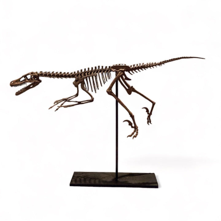 Velociraptor - Tam İskelet Heykeli Koleksiyon Hikayesi: Fosil bulgularına dayanan ve birebir ölçülerde tasarladığımız ikonik dinozorlardan Velociraptor heykelimizin ikincisi şimdi satışta! Özel ahşap standıyla birlikte sunulan bu seramik heykel, 1.7 metre