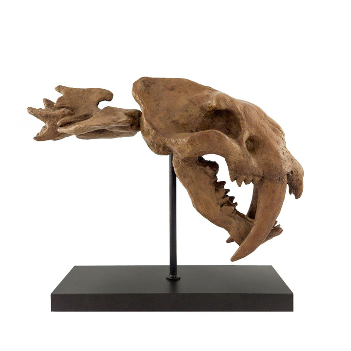 SaberTooth Heykeli Koleksiyon Hikayesi: Bu Vahşi Canlılar Pleyistosen döneminde(66 milyon yıl önce) dünya'da yaşadılar ve fosil kalıntıları 1869 yılında Kuzey Amerikada bulundu. 20 cm boyundaki ön dişleri ile avlarını yakaladıkları düşünülüyor.300 kilo ağ