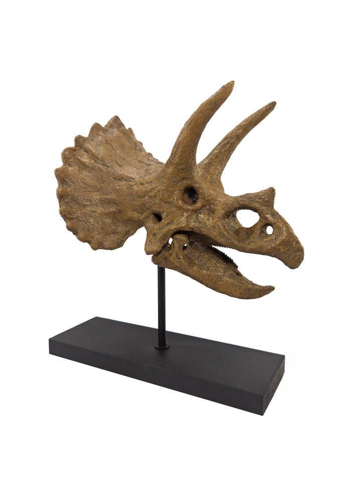Triceratops Fosil Heykeli Koleksiyon Hikayesi: Bu etkileyici canlılar Geç Kretase döneminde(75-71 milyon yıl önce) dünya'da yaşadılar ve fosil kalıntıları 1923 yılında Moğolistan'ın Gobi Çölünde bulundu. Düzinelerce keskin, tırtıklı dişlerle donanmış ve t