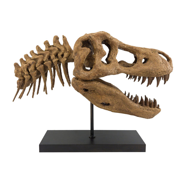 T-Rex - Omurgalı Heykeli Koleksiyon Hikayesi: Bu Dev Vahşi Canlılar Geç Kretase döneminde(68-66 milyon yıl önce) dünya'da yaşadılar ve fosil kalıntıları 1902 yılında Hell Creek, Montana'da bulundu. Düzinelerce keskin, parçalayıcı dişlerle donanmış ve topl