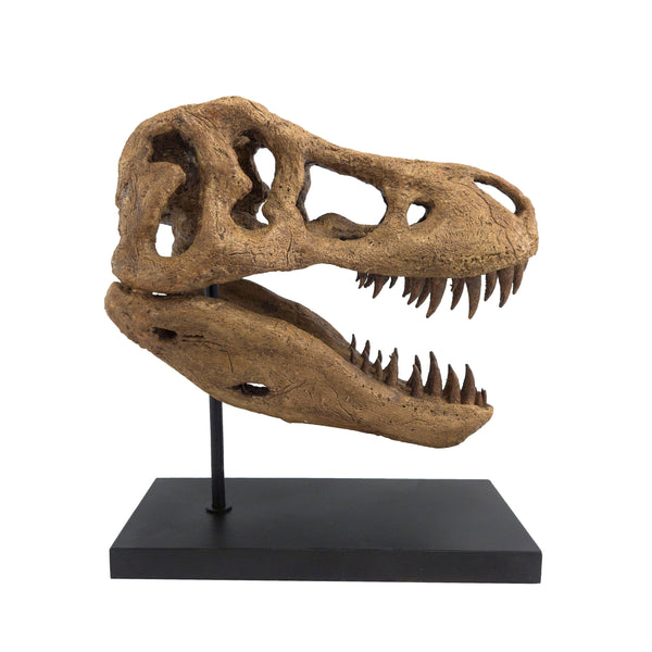 T-Rex Heykeli Koleksiyon Hikayesi: Bu Dev Vahşi Canlılar Geç Kretase döneminde(68-66 milyon yıl önce) dünya'da yaşadılar ve fosil kalıntıları 1902 yılında Hell Creek, Montana'da bulundu. Düzinelerce keskin, parçalayıcı dişlerle donanmış ve toplam uzunluğu