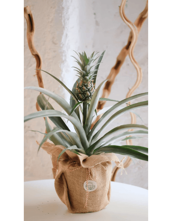 Pineapple Pineapple Hakkında: Tropik bir bitki türü olan Bromeliad ailesinden Ananas; dayanıklı ve bakımı oldukça kolay bir bitkidir. Sevdikleriniz için akılda kalıcı ve eğlenceli bir hediye olacak Ananas bitkisinin meyvesi zaman içinde kendini yenileyece