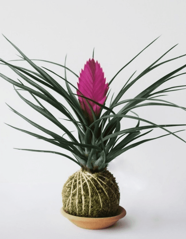 Pink Quill Cocodema Pine Cocodema Hakkında: 1 metreyi geçmeyen küçük yapılı mini çam bitkisi yapraklarındaki yoğun çam kokusuyla, sevdikleriniz için harika bir yeni yıl hediyesi olacak! Kokedama tasarımında “Chameacyparis Lawsoniana Elwoodii” çamı, el yap