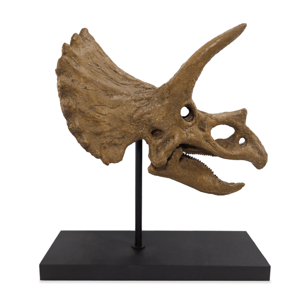 Triceratops Fosil Heykeli Koleksiyon Hikayesi: Bu etkileyici canlılar Geç Kretase döneminde(75-71 milyon yıl önce) dünya'da yaşadılar ve fosil kalıntıları 1923 yılında Moğolistan'ın Gobi Çölünde bulundu. Düzinelerce keskin, tırtıklı dişlerle donanmış ve t